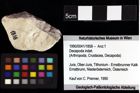 Foto (Objket + Etiketten) von Goniodromites bidentatus (Reuss, 1858) 